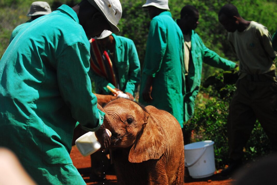 Ein Baby-Elefant wird von einer Gruppe Pfleger in grünen Kitteln mit einer Milchflasche gefüttert.