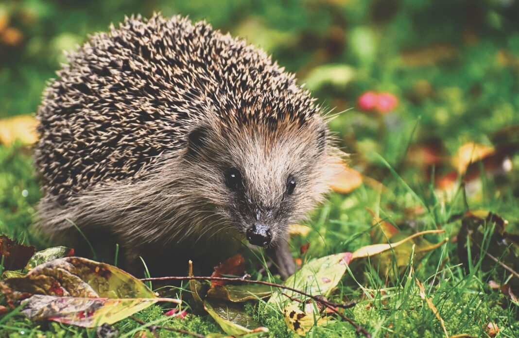 Ein Igel mit braun-grauem Fell und spitzen Stacheln sitzt im grünen Gras, umgeben von buntem Herbstlaub.