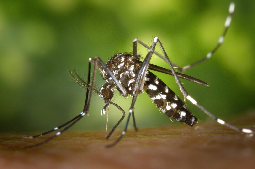 mosquito-49141_1920 Asiatische Tigermücke (Aedes albopictus) sticht in menschliche Haut und saugt Blut.